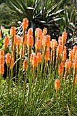 KNIPHOFIA FIERY FRED