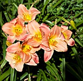 HEMEROCALLIS ANNA WARNER