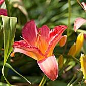 HEMEROCALLIS ART FESTIVAL