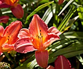 HEMEROCALLIS ART FESTIVAL