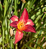 HEMEROCALLIS CHERRY CHEEKS