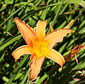 HEMEROCALLIS HORNBY CASTLE