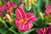 HEMEROCALLIS JAY