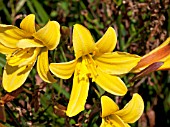 HEMEROCALLIS LEMON BELLS