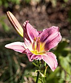 HEMEROCALLIS PRAIRIE BLUE EYES