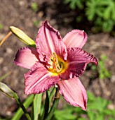 HEMEROCALLIS QUINN BUCK