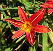 HEMEROCALLIS RED ADMIRAL