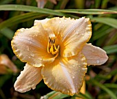 HEMEROCALLIS SERENA SUNBURST