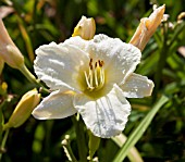 HEMEROCALLIS WHITE TEMPTATION