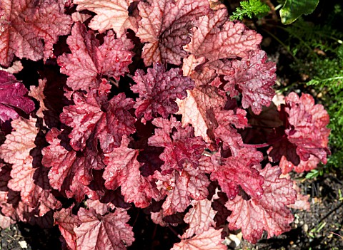 HEUCHERA_BERRY_SMOOTHIE