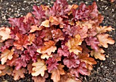 HEUCHERA PEACH FLAMBE