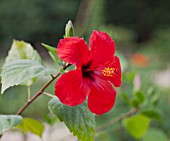 HIBISCUS ROSA-SINENSIS ROUGE TROPIQUE