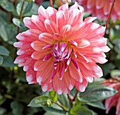 DAHLIA CSACHA