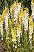 KNIPHOFIA LITTLE MAID