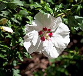 HIBISCUS SYRIACUS RED HEART