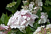 HYDRANGEA MACROPHYLLA LIBELLE