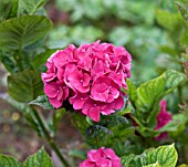 HYDRANGEA MACROPHYLLA SANGUINEA