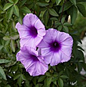 IPOMOEA CAIRICA