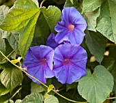 IPOMOEA INDICA ZARAH LEANDER