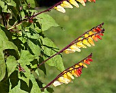 IPOMOEA LOBATA EXOTICA