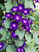 IPOMOEA PURPUREA GRANDPA OTTS