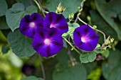 IPOMOEA PURPUREA GRANDPA OTIS