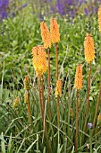 KNIPHOFIA SHINING SCEPTRE