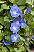 IPOMOEA TRICOLOR HEAVENLY BLUE