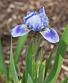 IRIS AUSTRIAN SKY