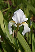 IRIS FLORENTINA