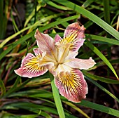 IRIS TENAX