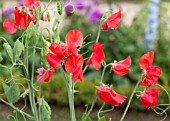 LATHYRUS ODORATUS MAMMOTH CRIMSON