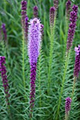 LIATRIS SPICATA FLORISTAN VIOLETT