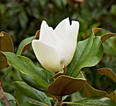 MAGNOLIA GRANDIFLORA