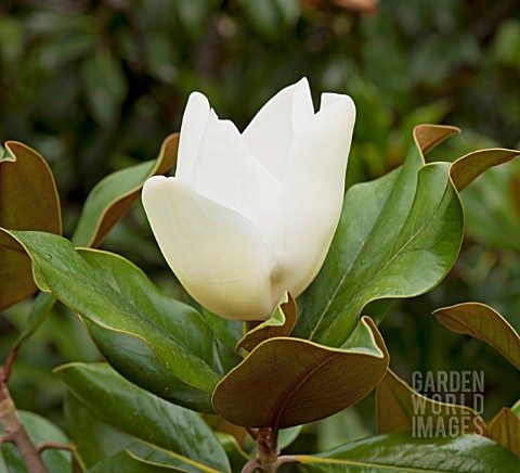 MAGNOLIA_GRANDIFLORA