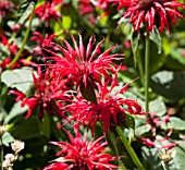 MONARDA GARDENVIEW SCARLET