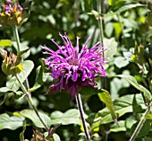 MONARDA VIOLET QUEEN