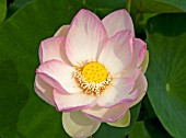 NELUMBO NUCIFERA