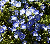 NEMOPHILA PHACELIOIDES