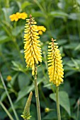 KNIPHOFIA SUNNINGDALE YELLOW