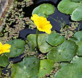 NYMPHOIDES PELTATA AND AZOLLA FILICULOIDES