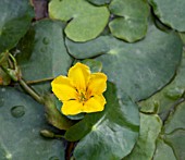 NYMPHOIDES PELTATA