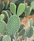 OPUNTIA MICRODASYS VAR ALBISPINA