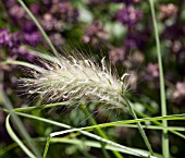 PENNISETUM VILLOSUM