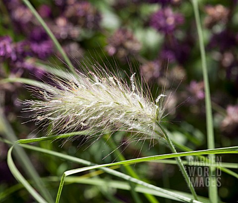 PENNISETUM_VILLOSUM