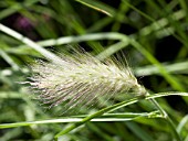 PENNISETUM VILLOSUM