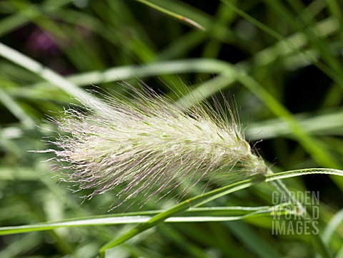 PENNISETUM_VILLOSUM