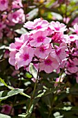 PHLOX PANICULATA BRIGHT EYES