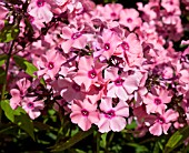 PHLOX PANICULATA FLAMINGO