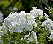 PHLOX PANICULATA GRAF ZEPPELIN